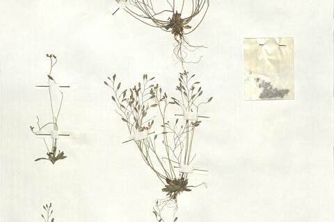 Erophila verna (L.) Chevall. subsp. verna - RO-HSepv 16951 photo