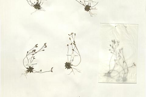 Erophila verna (L.) Chevall. subsp. verna  -  RO-HSepv 16056 photo