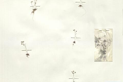 Erophila verna (L.) Chevall. subsp. praecox (Stev.) Walters -  RO-HSepv 16054 photo