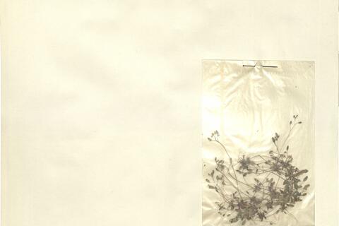 Erophila verna L. - RO-HSepv 13124 photo