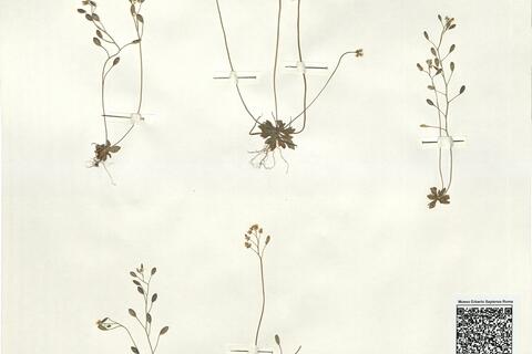 Erophila verna (L.) Chevall. inter subsp. spathulata (A.F. Láng) Vollm. et subsp. verna -  RO-HSepv 16057 photo