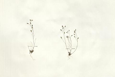 Erophila verna (L.) Chevall. subsp. spathulata (A.F. Láng) Vollm.  -  RO-HSepv 16055 photo