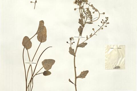 Cochlearia aestuaria (Lloyd) Heywood - RO-HSepv 16047 photo