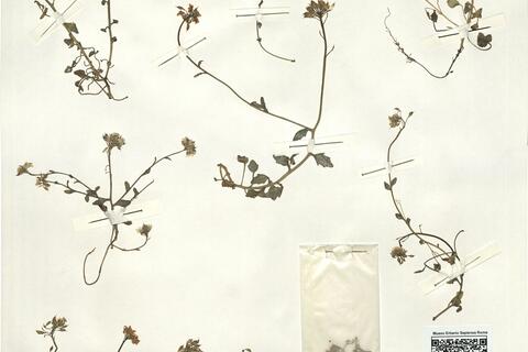 Cochlearia aragonensis Coste & Soulié -  RO-HSepv 14073 photo