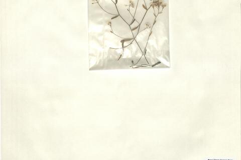 Kernera boissieri Reut. -  RO-HSepv 15074 photo