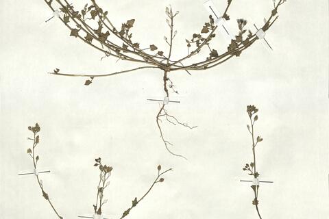 Cochlearia danica L.  -  RO-HSepv 17929 photo