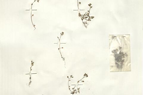 Cochlearia danica L. - RO-HSepv 16048 photo