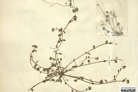 Cochlearia danica L.  -  RO-HSepv 11260 photo