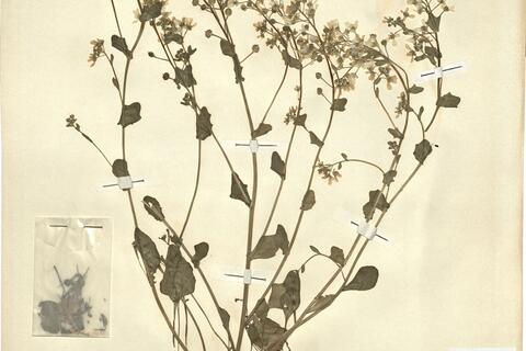 Cochlearia officinalis L. -  RO-HSepv 12182 photo