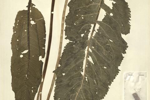 Armoracia rusticana P. Gaertn. & al. - RO-HSepv 13097 photo