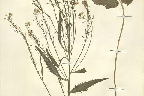 Armoracia rusticana P. Gaertn. & al.  -  RO-HSepv 13097 - immagine 2