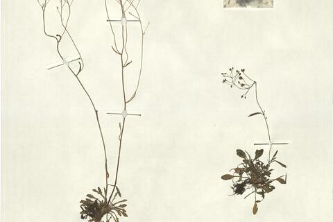 Kernera saxatilis (L.) Reichenb. -  RO-HSepv 13134 photo