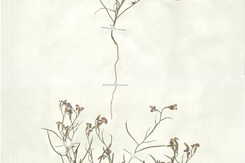 Malcomia triloba (L.) Spreng. subsp. patula (Lag. ex DC:) Rivas-Martinez & C. Navarro  -  RO-HSepv 17942 photo