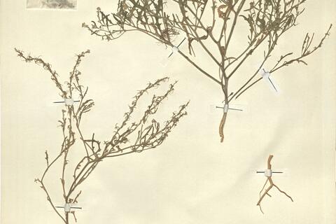 Tetracme recurvata Bunge -  RO-HSepv 11277 photo