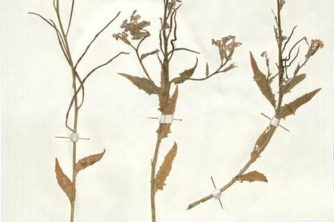 Hesperis laciniata All. subsp. spectabilis (Jord.) Rouy & Fouc. -  RO-HSepv 16953 photo