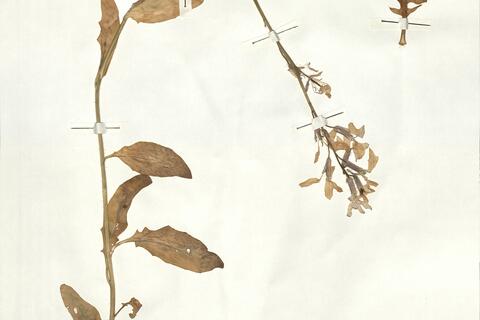 Hesperis laciniata All. subsp. spectabilis (Jord.) Rouy & Fouc. -  RO-HSepv 16953 - immagine 2