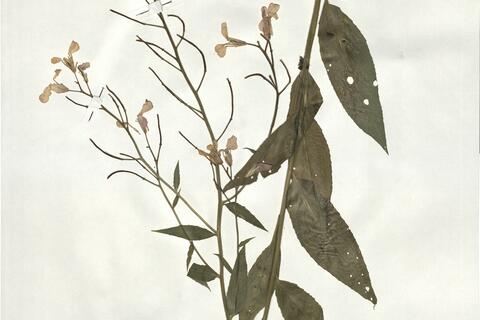 Hesperis matronalis L. subsp. matronalis -  RO-HSepv 19007 photo