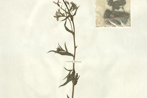 Hesperis sylvestris Crantz subsp. sylvestris -  RO-HSepv 13132 photo