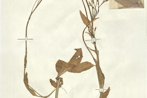 Hesperis tristis L. -  RO-HSepv 13133 photo