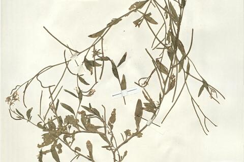 Malcolmia africana (L.) R. Brown -  RO-HSepv 15079 photo