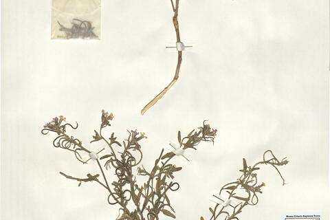 Malcolmia arenaria (Desf.) DC. var. arenaria subvar. dasycarpa (Faure & Maire) Maire -  RO-HSepv 16070 photo