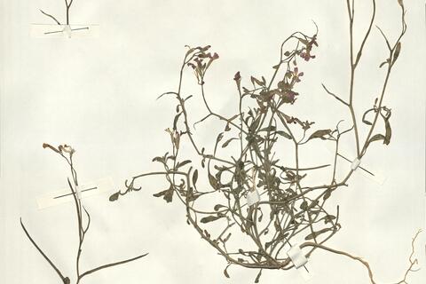 Malcolmia flexuosa (Sm.) Sm. subsp. naxensis (Rech. f.) A. Stork  -  RO-HSepv 15080 photo