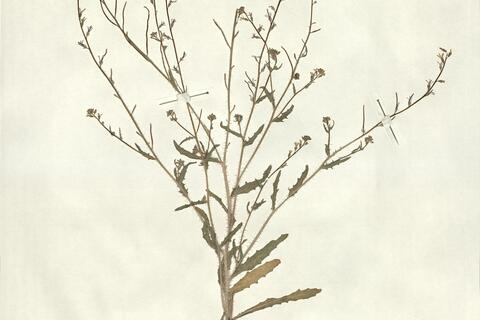 Strigosella grandiflora (Bunge) Botsch. -  RO-HSepv 13143 photo