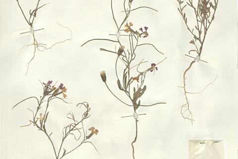 Malcolmia lacera (L.) DC. subsp. broussonetii (DC.) Greuter & Burdet -  RO-HSepv 15081 photo