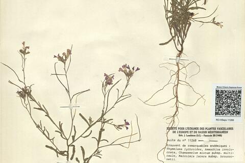 Malcolmia lacera (L.) DC. subsp. broussonetii (DC.) Greuter & Burdet  -  RO-HSepv 11268 photo