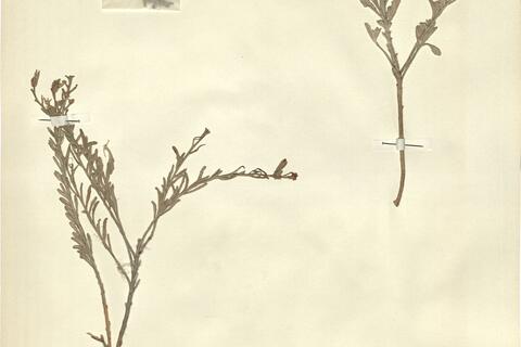 Malcolmia littorea (L.) R. Brown var. broussonetii Boiss. - RO-HSepv 11269 photo