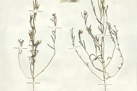 Eremobium longisiliquum (Coss.) Boiss. -  RO-HSepv 16950 photo