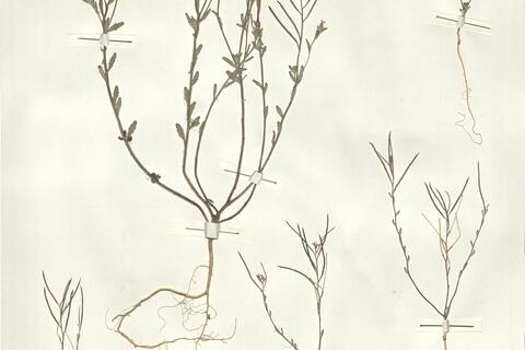 Malcolmia nana (DC.) Boiss.  -  RO-HSepv 15082 photo