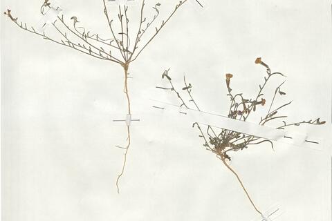 Malcolmia triloba (L.) Spreng. -  RO-HSepv 19017 photo