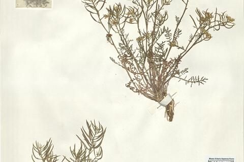 Sisymbrella aspera (L.) Spach subsp. praeterita Heywood  -  RO-HSepv 15092 photo