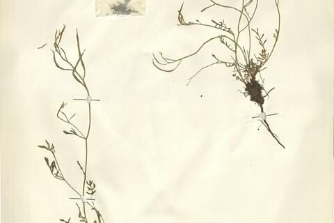 Sisymbrella aspera (L.) Spach subsp. pseudoboissieri (Degen) Heywood -  RO-HSepv 11275 - immagine 2