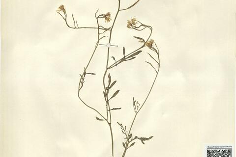 Sisymbrella aspera (L.) Spach subsp. pseudoboissieri (Degen) Heywood -  RO-HSepv 11275 photo