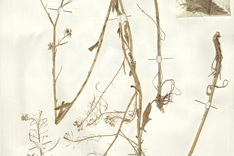 Sisymbrium assoanum Loscos & Pardo -  RO-HSepv 14098 - immagine 2