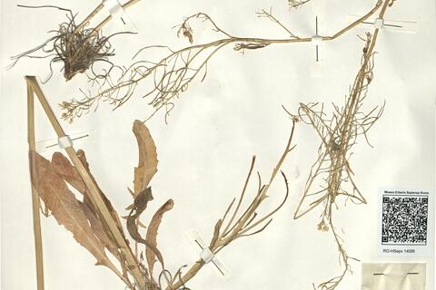 Sisymbrium assoanum Loscos & Pardo -  RO-HSepv 14098 photo