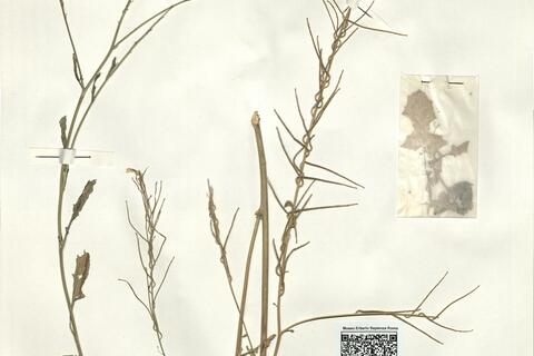 Sisymbrium austriacum Jacq. subsp. erysimifolium (Pourr.) Rouy & Fouc. - RO-HSepv 15093 photo