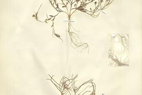 Maresia doumetiana (Coss.) Batt. - RO-HSepv 11270 photo