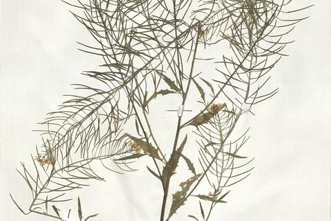 Sisymbrium loeselii L. -  RO-HSepv 19022 - immagine 2