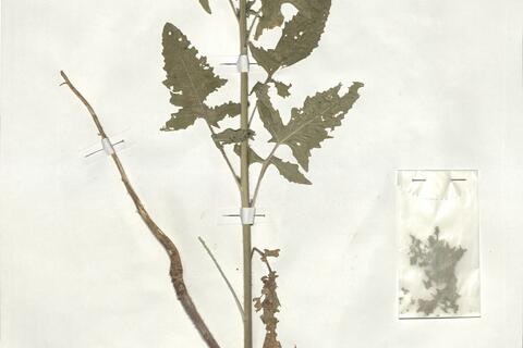 Sisymbrium loeselii L. -  RO-HSepv 19022 photo