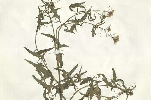 Sisymbrium loeselii L. - RO-HSepv 15094 photo