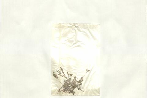 Drabopsis nuda (Bél.) Stapf -  RO-HSepv 16949 photo