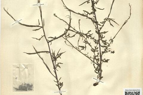 Sisymbrium officinale L. var. leiocarpum DC. -  RO-HSepv 12208 photo