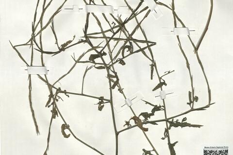 Sisymbrium officinale (L.) Scop. var. officinale -  RO-HSepv 19023 photo