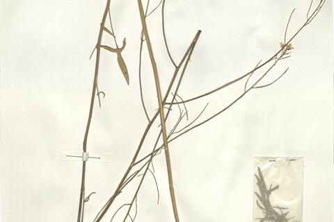 Sisymbrium orientale L.  -  RO-HSepv 15095 - immagine 2
