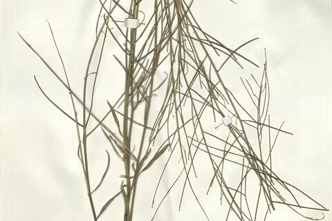 Sisymbrium orientale L.  -  RO-HSepv 15095 photo