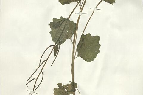 Alliaria petiolata (Bieb.) Cav. & Grande -  RO-HSepv 16026 photo