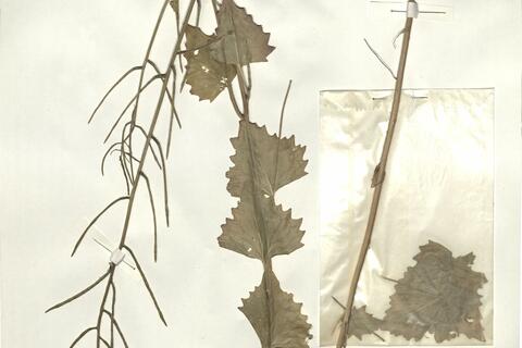 Alliaria petiolata (Bieb.) Cav. & Grande -  RO-HSepv 15036 photo